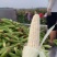 万糯188.自己的基地没有信息费