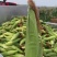 万糯188.自己的基地没有信息费