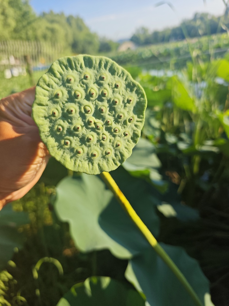 《精选》新鲜荷叶现摘现发大丰收，给钱就卖