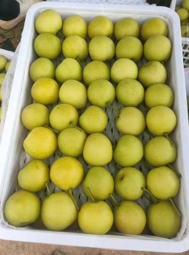 丁香梨
