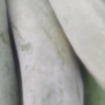 50每白皮冬瓜大量上市啦！30～50斤型状好