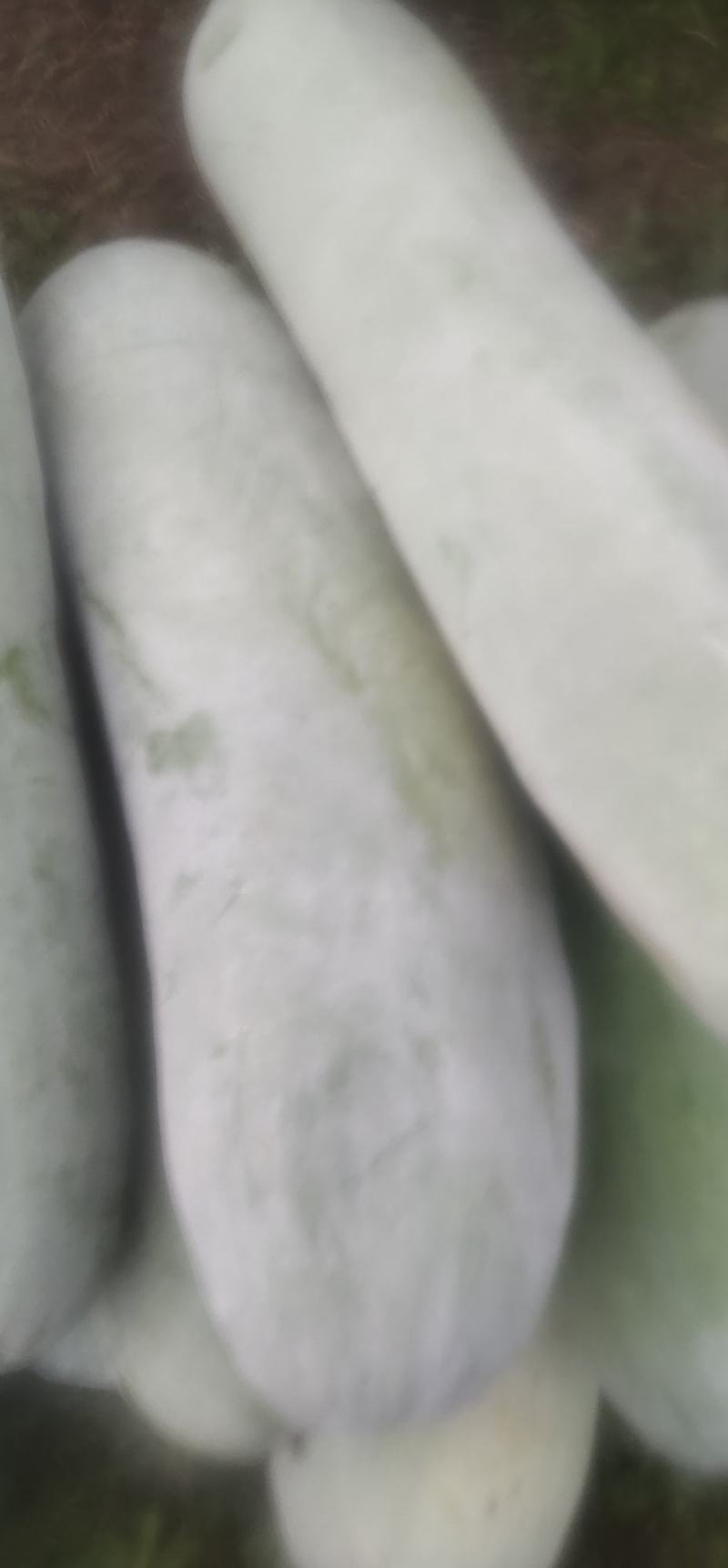 50每白皮冬瓜大量上市啦！30～50斤型状好