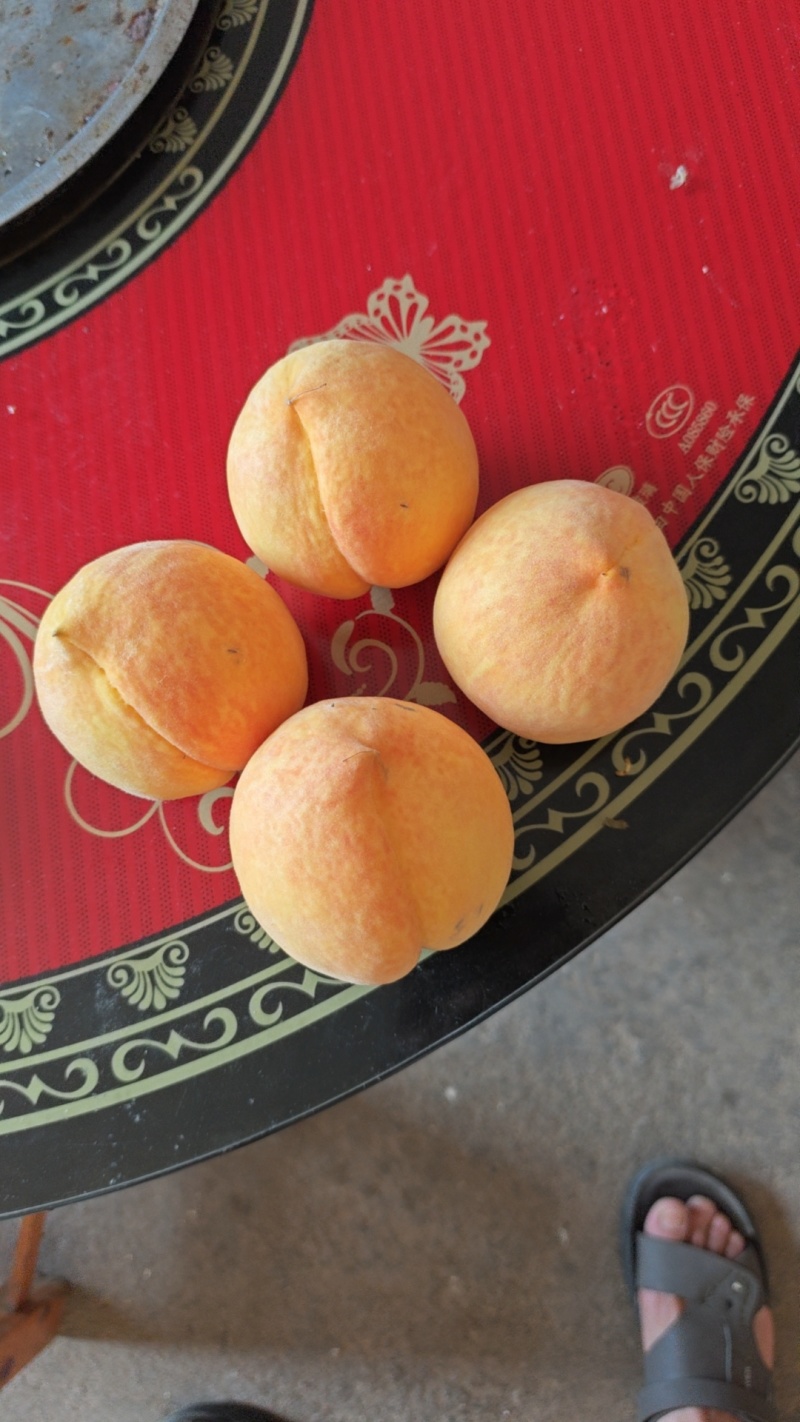 河南桐柏黄金密黄桃.锦绣黄桃