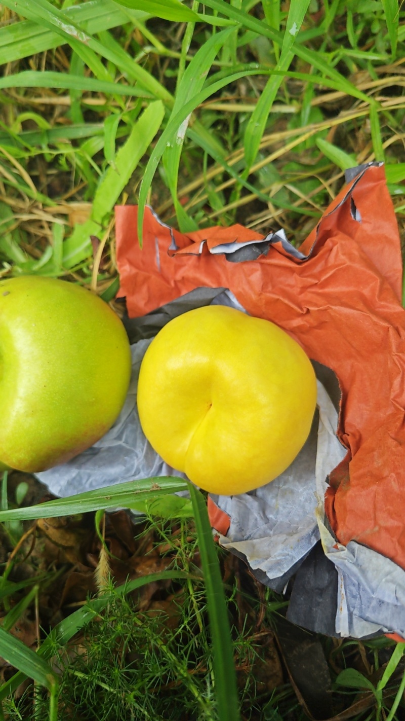 中油蟠桃系列中油蟠15大量上市中，离核的黄肉油蟠桃