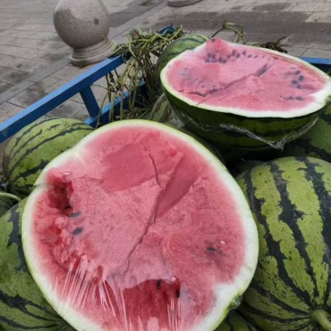 旱地瓜