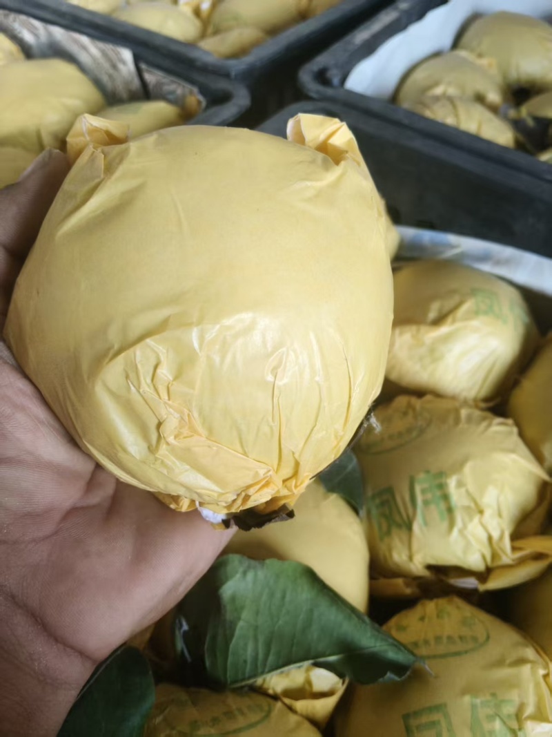 砀山酥梨产地直发一手货源价格优惠可视频看货欢迎致电