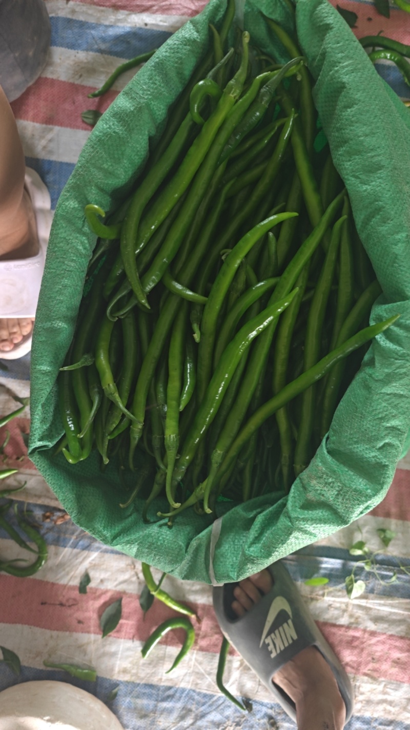 需要3号线椒小皱皮大量有货。