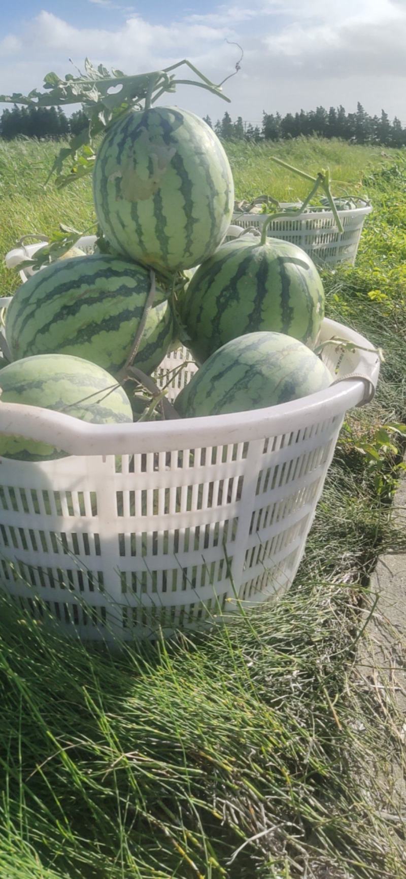 百亩海涂西瓜大量上市啦！单瓜重5～10斤左右