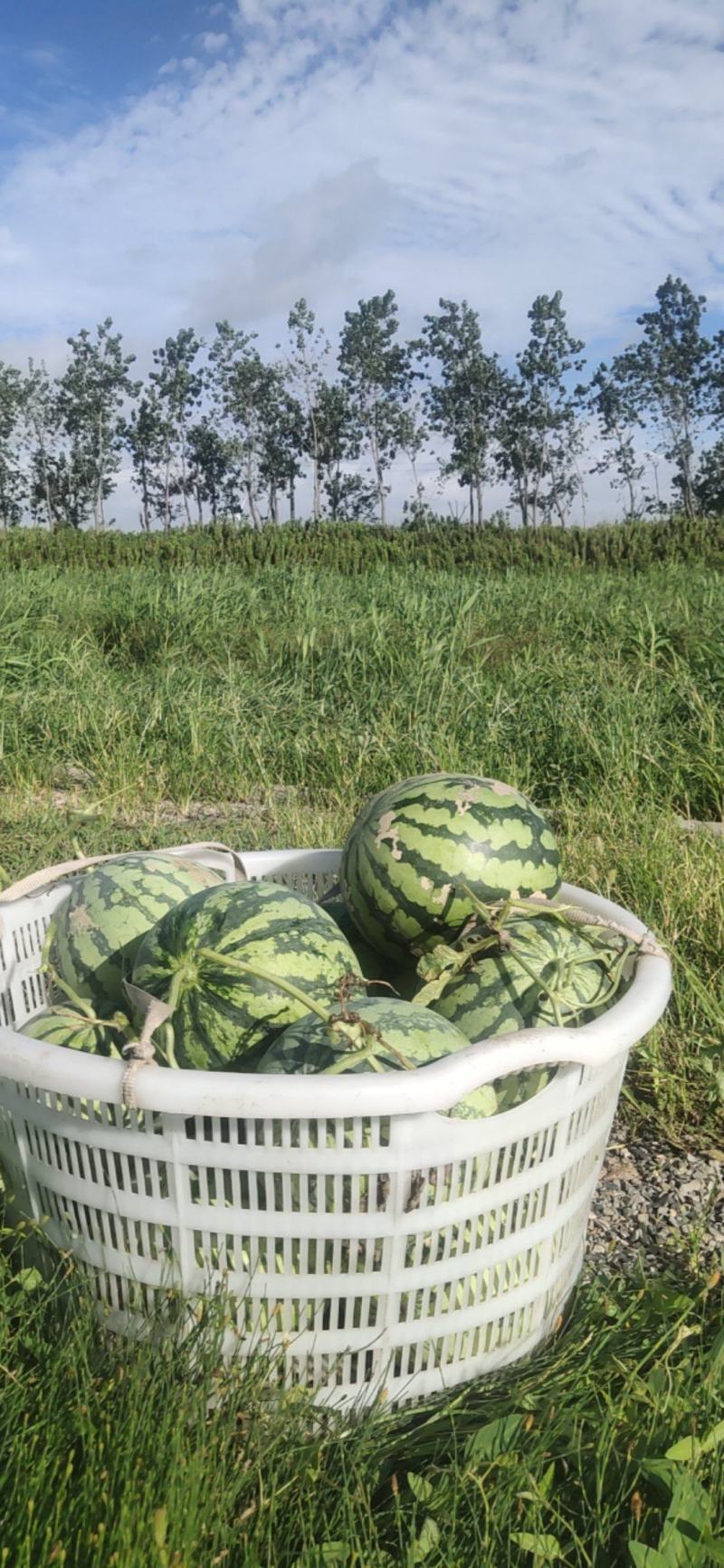 百亩海涂西瓜大量上市啦！单瓜重5～10斤左右