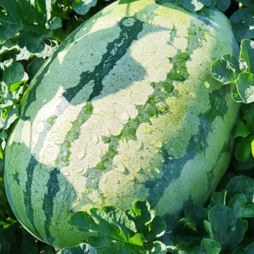 西瓜（砂红1号）