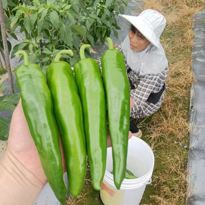 精品大牛角椒，刚开始下果，质量商超货非常完美，价格也美丽