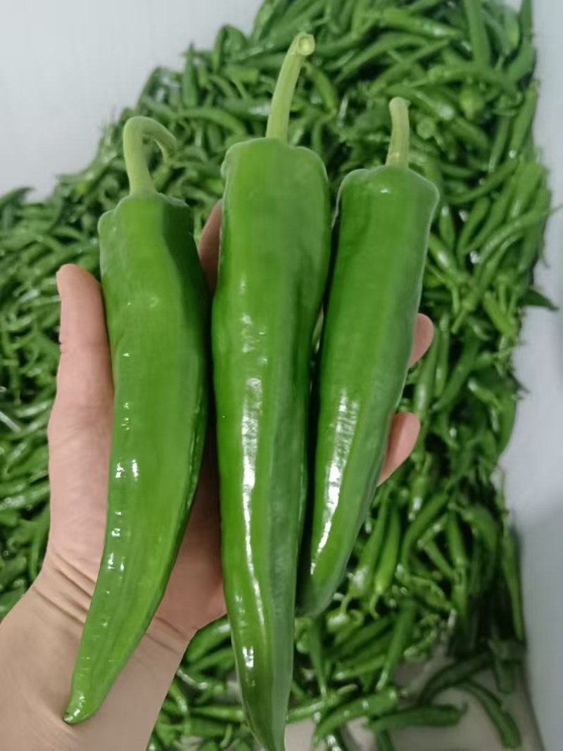 精品大牛角椒，刚开始下果，质量商超货非常完美，价格也美丽