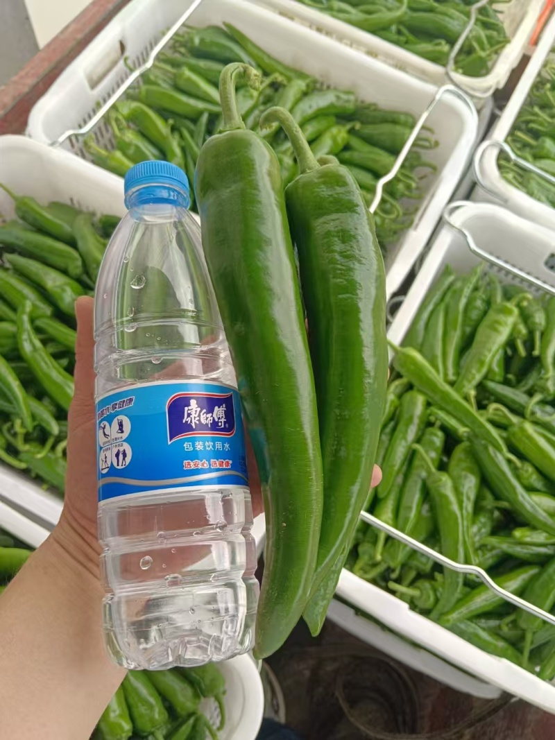精品大牛角椒，刚开始下果，质量商超货非常完美，价格也美丽