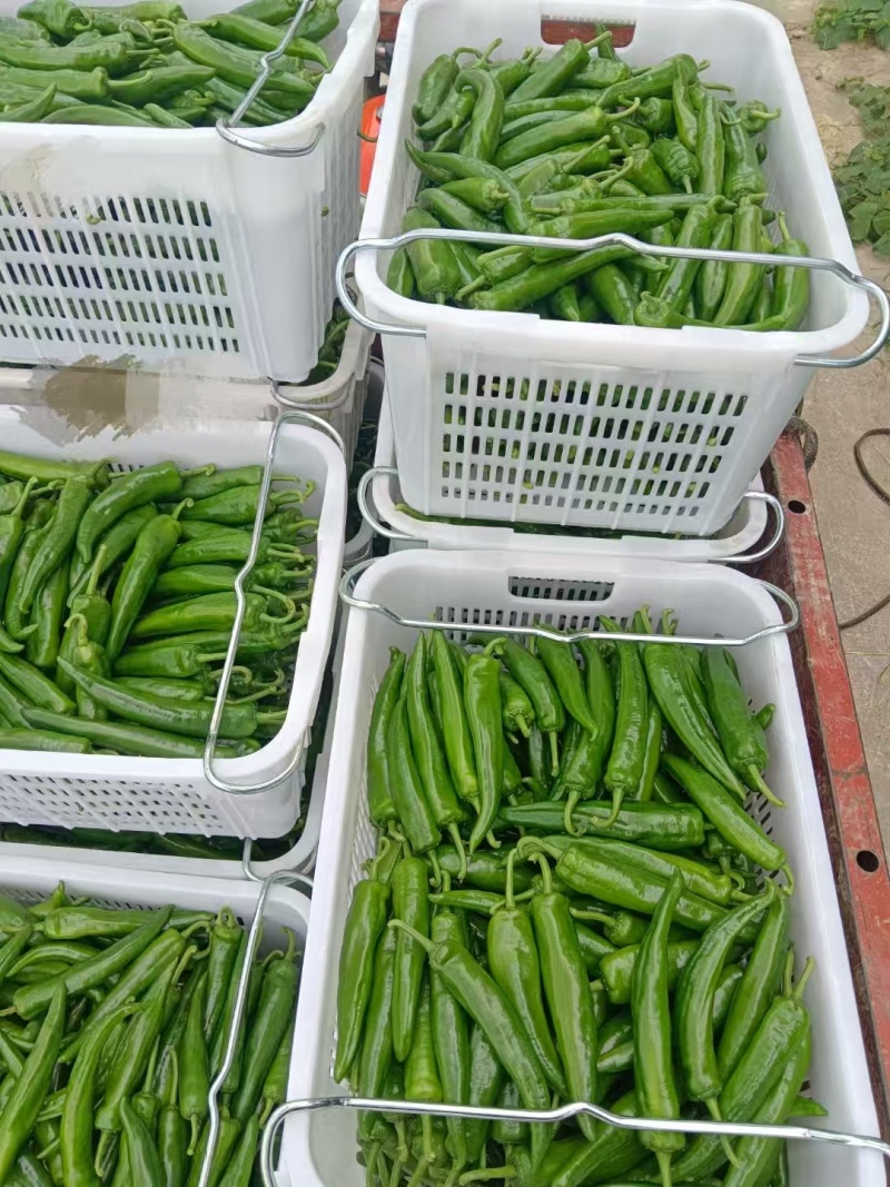 精品大牛角椒，刚开始下果，质量商超货非常完美，价格也美丽