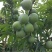 纯甜奈李大量上市自家果园，二十多万斤，有需要的客商联系