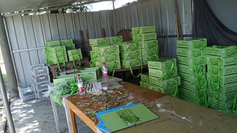 浙江地区推荐嘉兴阳光玫瑰葡萄品质保障现摘现发