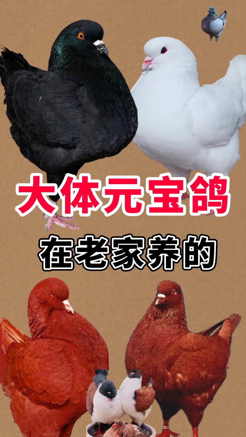 大体元宝圆环观赏鸽