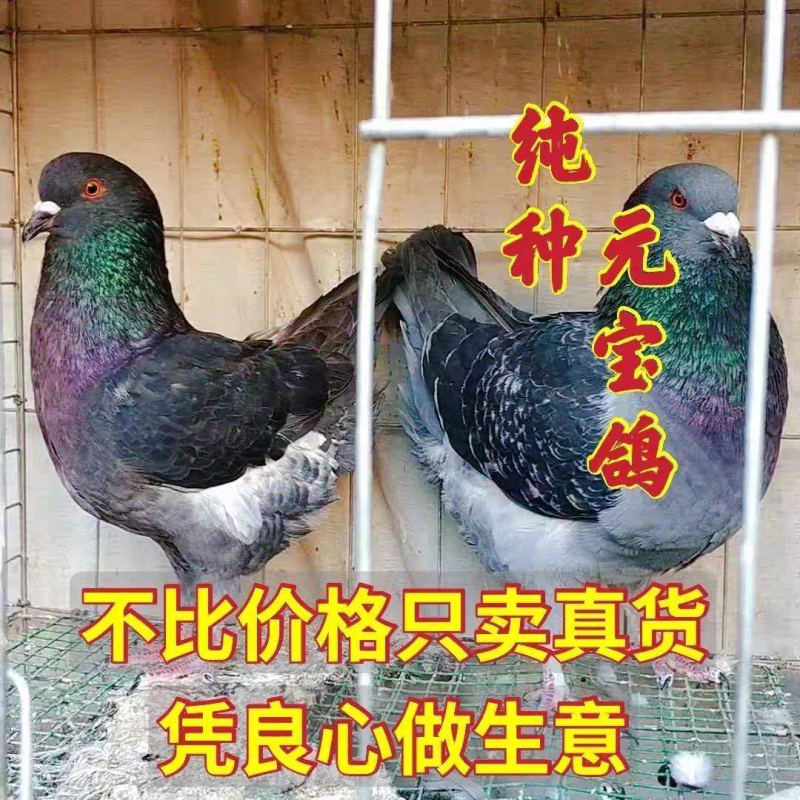 大体元宝圆环观赏鸽