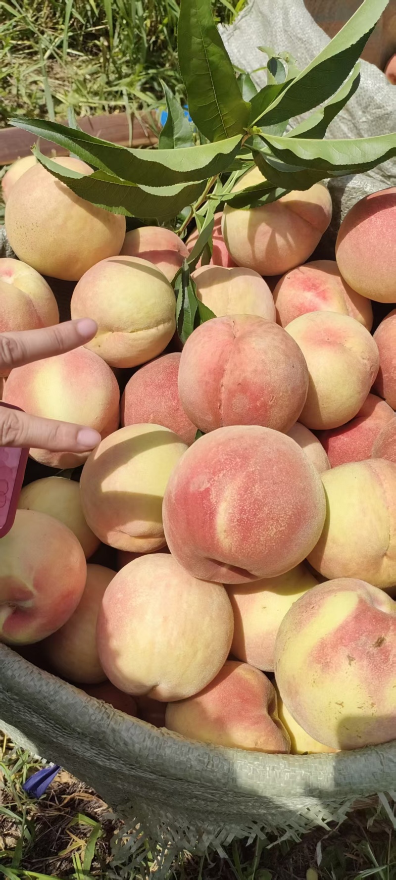 水晶桃，黄桃