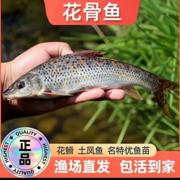 花骨鱼苗淡水花骨鱼抗病能力强杂食性鱼内长势快
