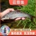 花骨鱼苗淡水花骨鱼抗病能力强杂食性鱼内长势快