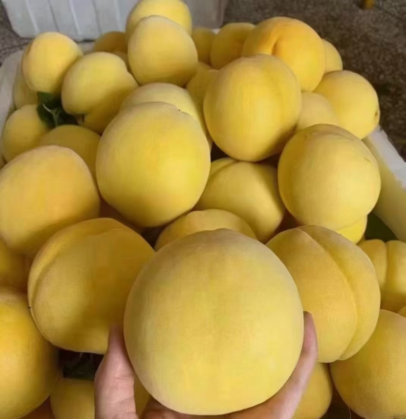 炎陵黄桃