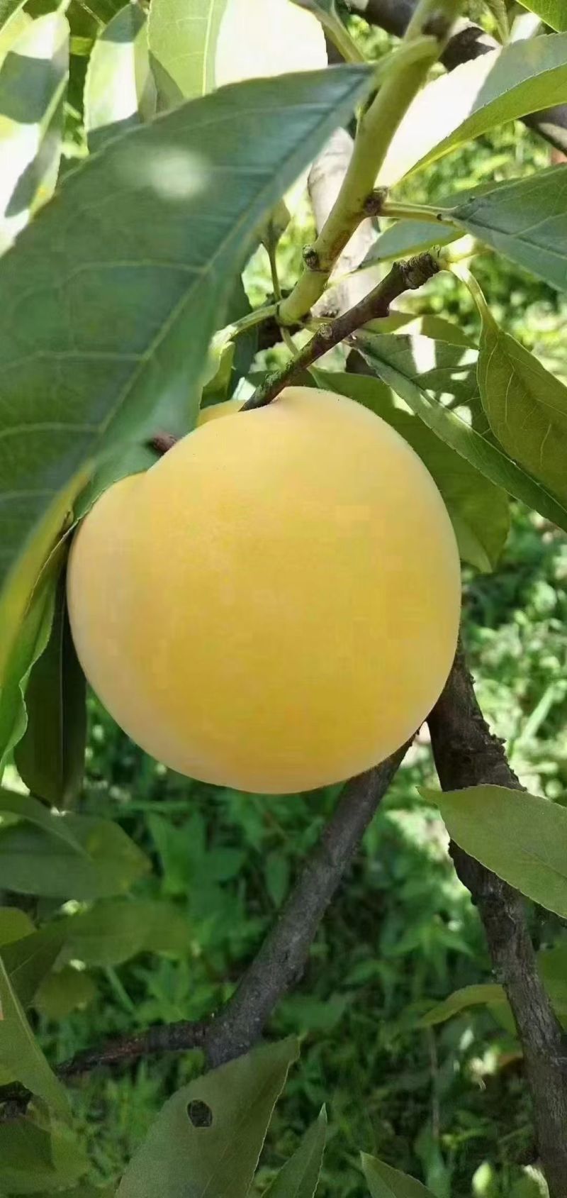 炎陵黄桃