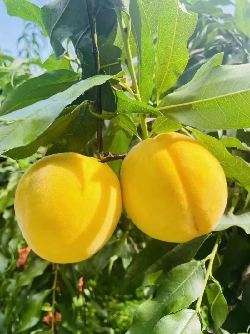 炎陵黄桃