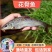 花骨鱼苗淡水花骨鱼抗病能力强杂食性鱼内长势快