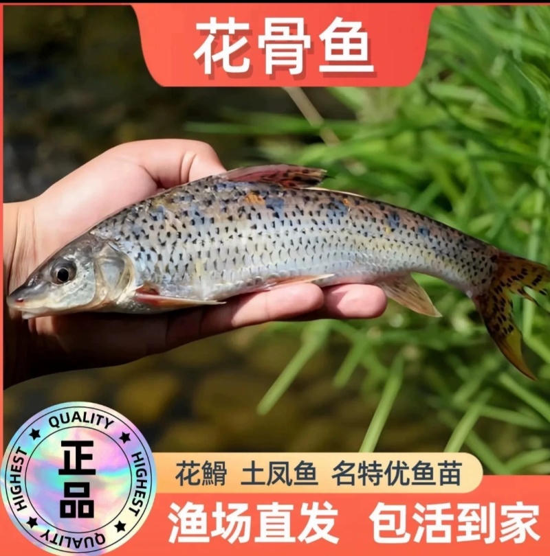 花骨鱼苗淡水花骨鱼抗病能力强杂食性鱼内长势快