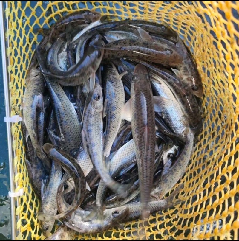 花骨鱼苗淡水花骨鱼抗病能力强杂食性鱼内长势快