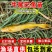 牛尾巴鱼苗基地一手货源成活率高支持全国配送