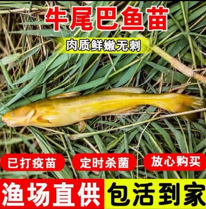 牛尾巴鱼苗基地一手货源成活率高支持全国配送