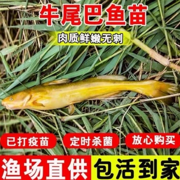 牛尾巴鱼苗基地一手货源成活率高支持全国配送