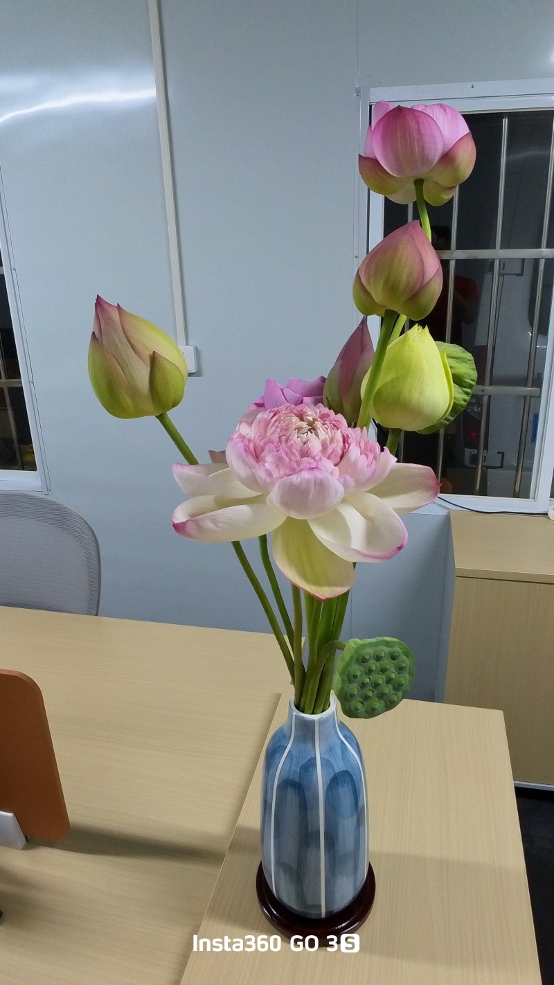 稀有品种重瓣荷花鲜切花