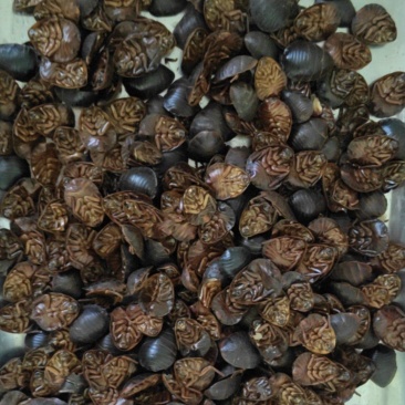 土鳖虫干品，清水无杂质。