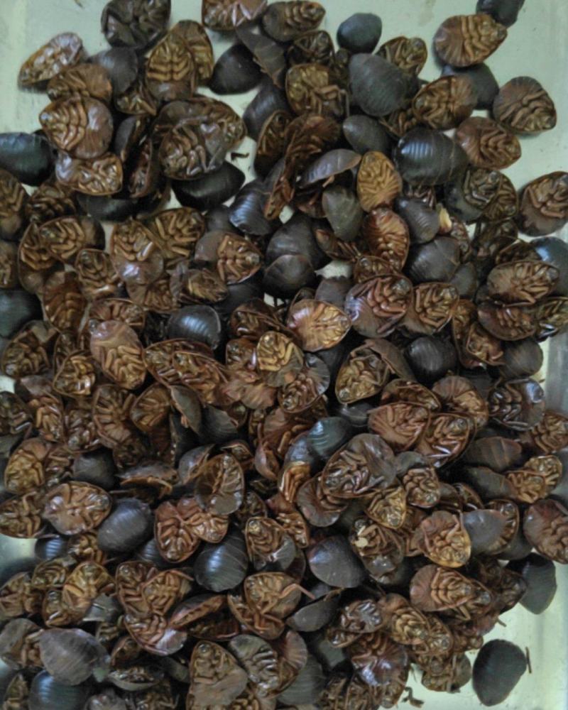 土鳖虫干品，清水无杂质。