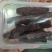 红薯干
