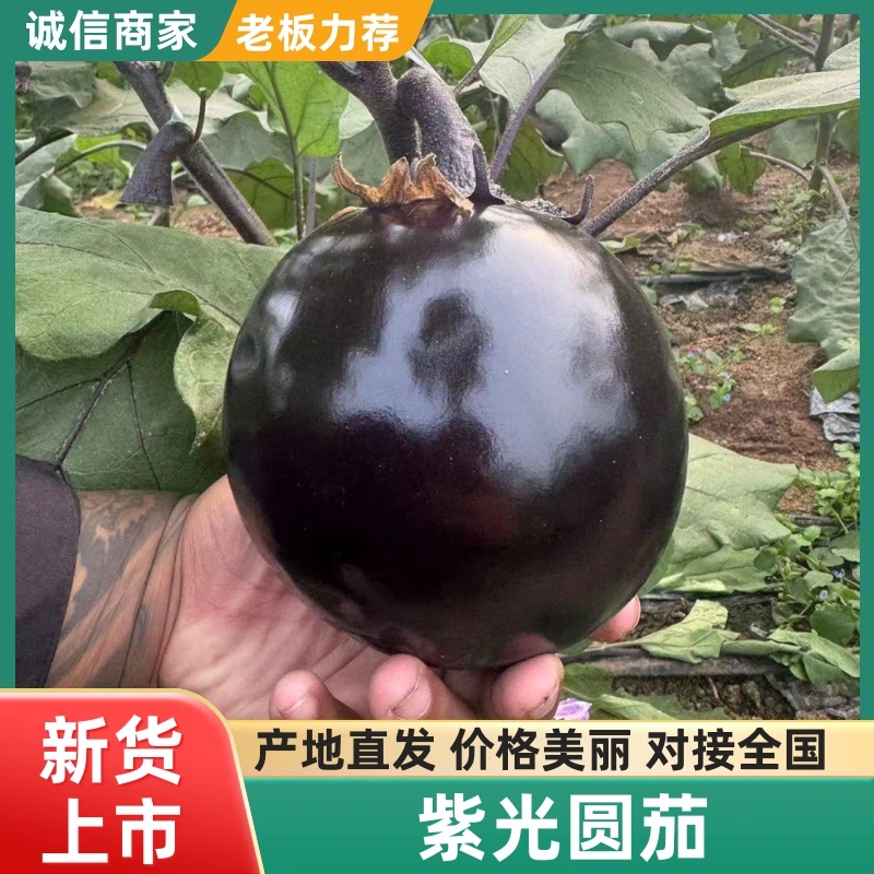 精品紫光圆茄产地直发品质保证量大从优一手货源