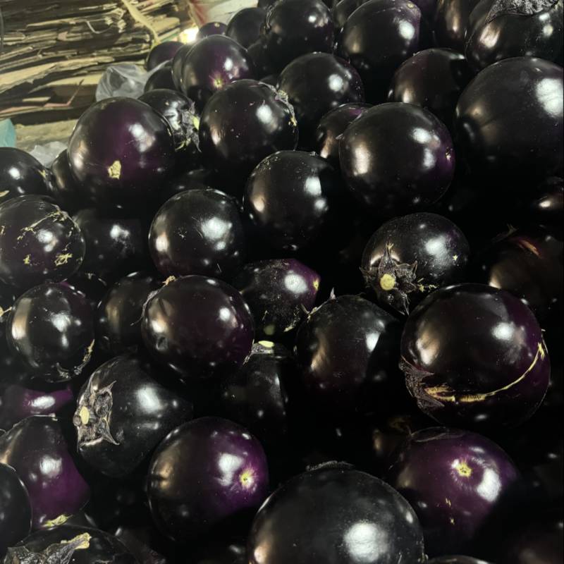 山东精品紫光圆茄圆茄子大量上市品质保证量大从优