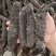 20头幼刺参海参干货