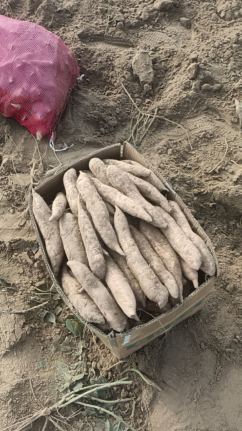 哈密红薯原产地直发诚信经营全国各地发货