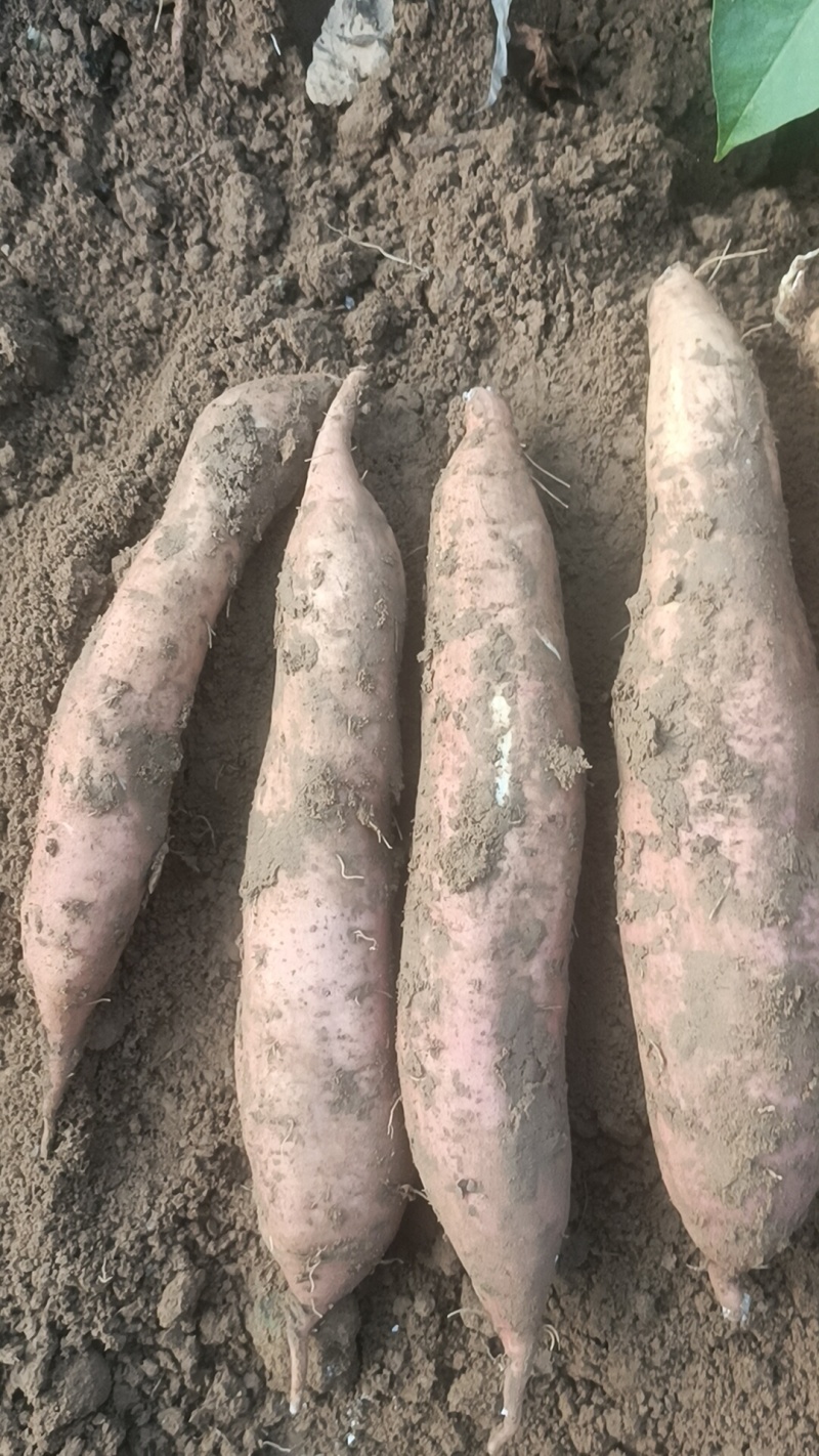 哈密红薯原产地直发诚信经营全国各地发货