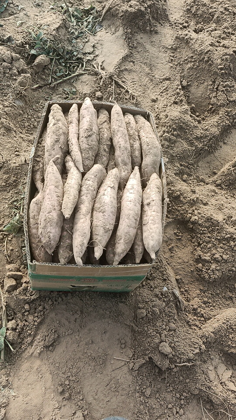 哈密红薯原产地直发诚信经营全国各地发货