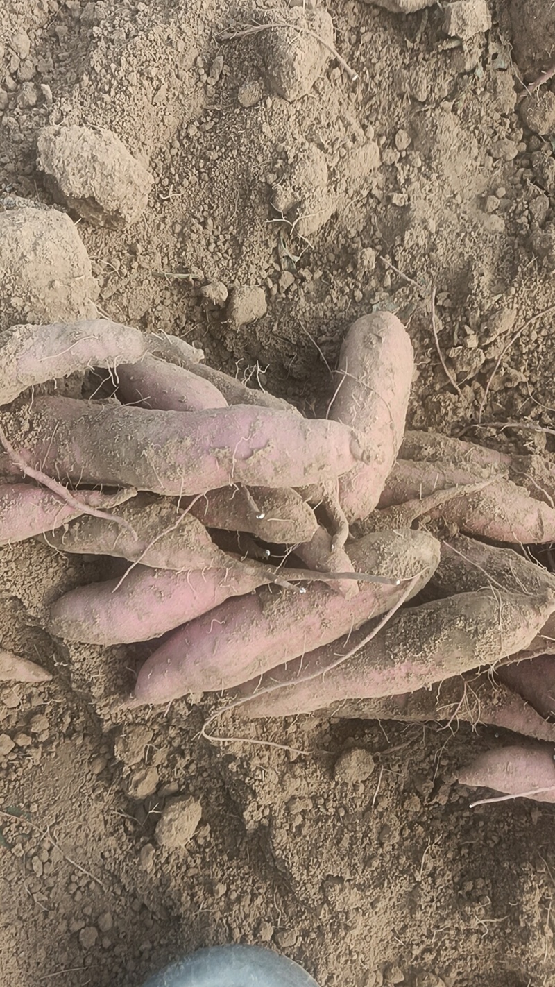 哈密红薯原产地直发诚信经营全国各地发货