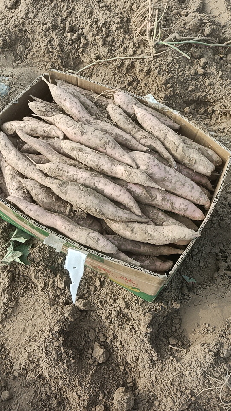 哈密红薯原产地直发诚信经营全国各地发货