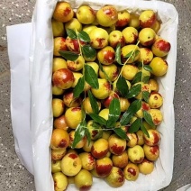 大荔冬枣，口感脆甜，果型大，对接批发市场