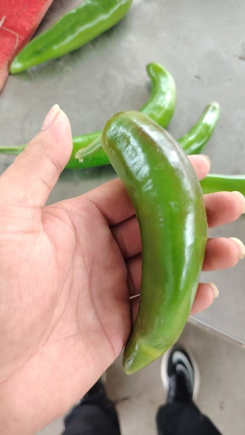 河南许昌辣椒，大量有货，欢迎选购