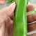 河南许昌辣椒，大量有货，欢迎选购
