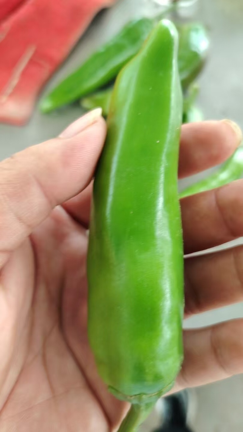 河南许昌辣椒，大量有货，欢迎选购